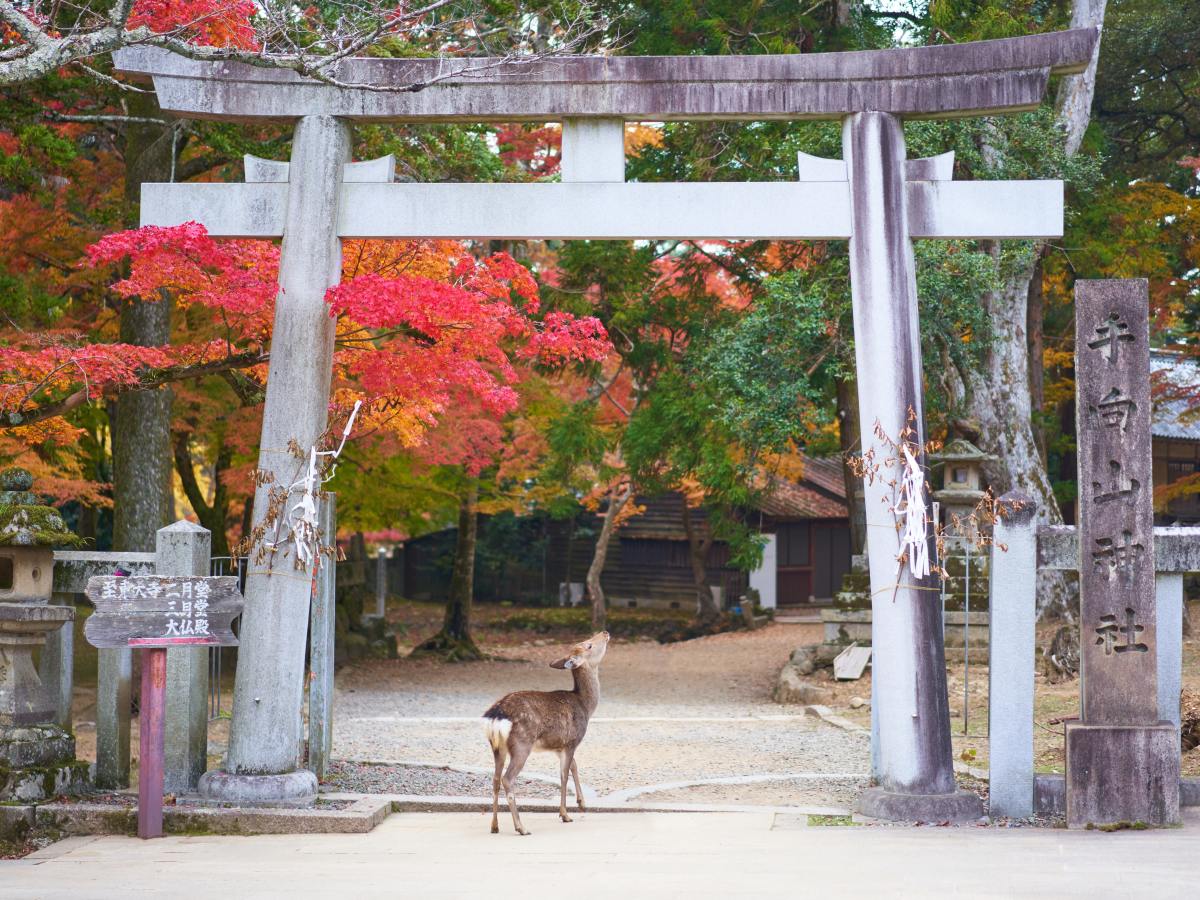 Nara, la ciudad de los venados sagrados