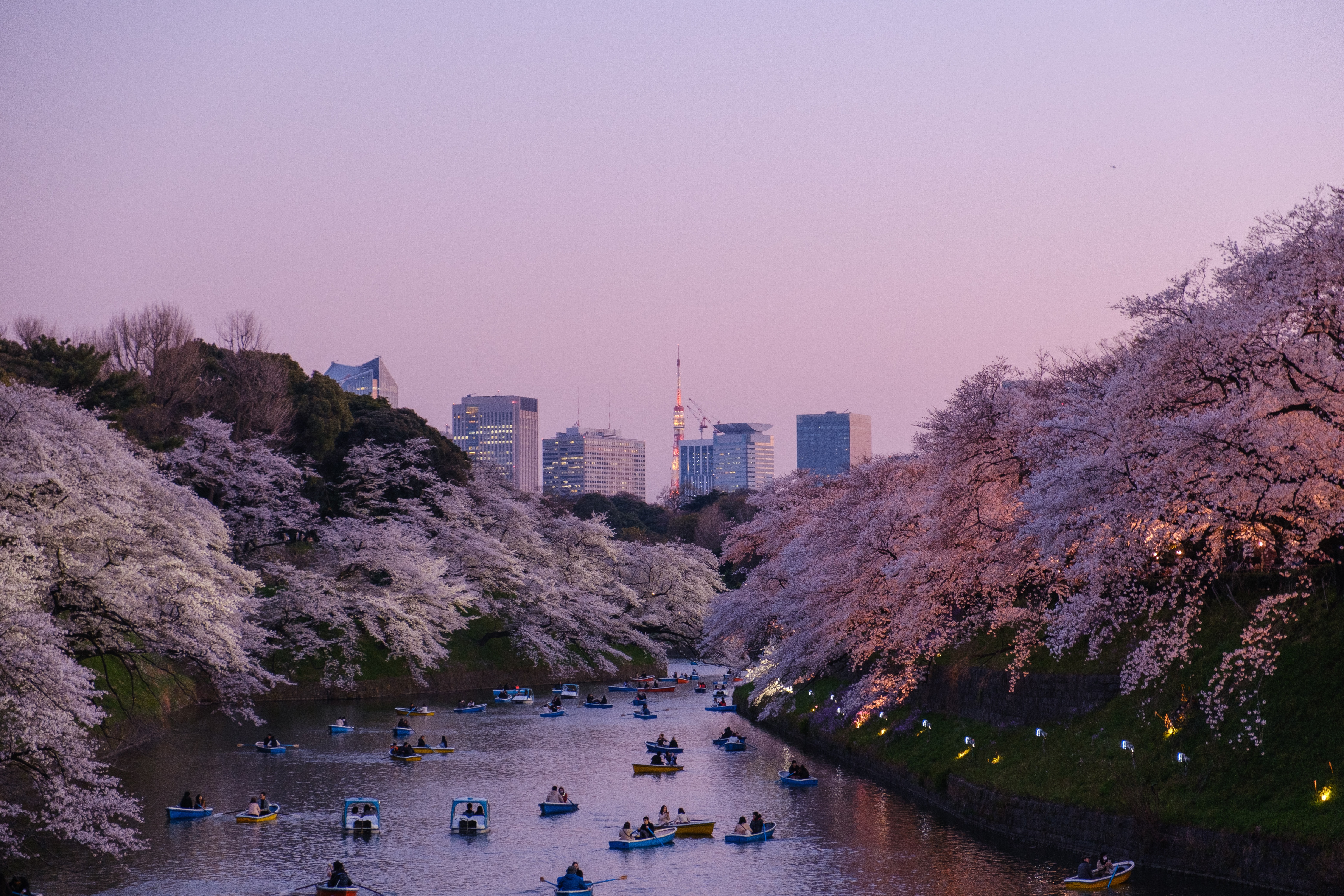 Gente congregada para ver los árboles de sakura en primavera