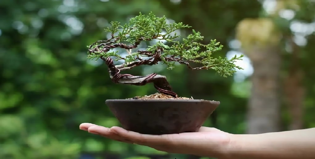 Qué es el árbol bonsái, dónde comprar y cómo cuidar de uno – Japón ...
