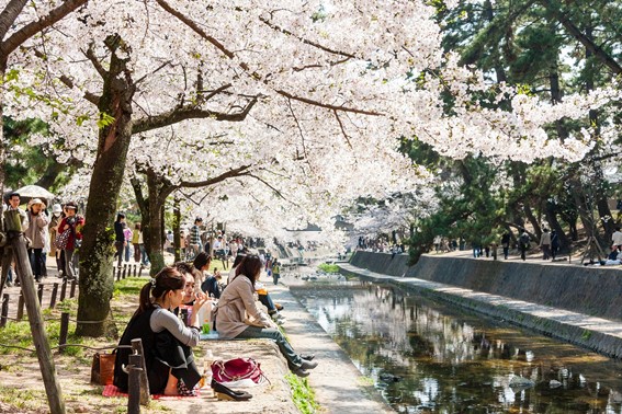 Floración del sakura en Shukugawa Park (Nishinomiya)