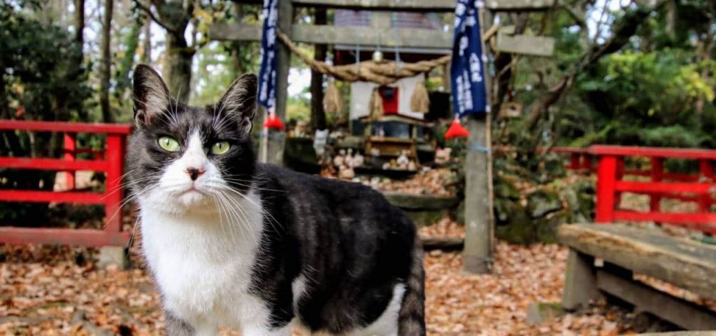 Tashirojima, la isla de los gatos en&nbsp;Japón