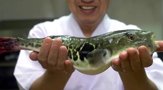 Pez globo en manos de un chef.
