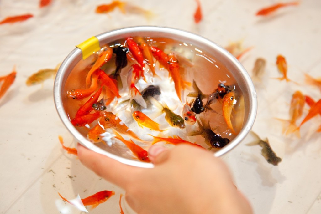 kingyo sukui o pescar peces de colores.