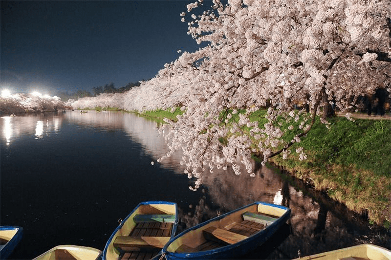 Cerezos en flor reflejados en el agua.