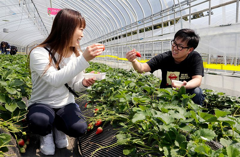 Una pareja degusta unas fresas en Nikkō Strawberry Park