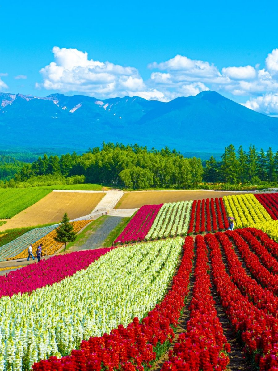 Hokkaidō: del esquí a los campos de&nbsp;flores