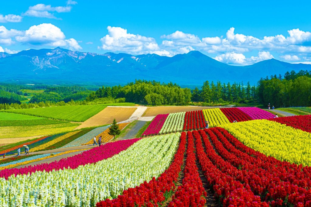 Hokkaidō: del esquí a los campos de&nbsp;flores