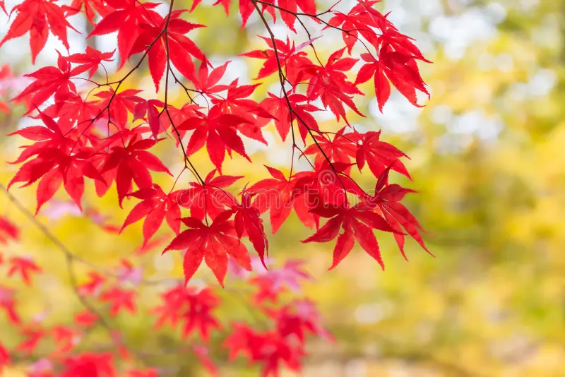 momiji puede referirse al árbol de arce japonés.