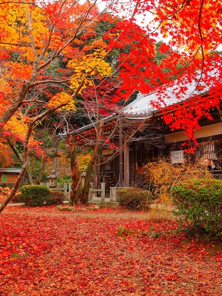 Momiji: La danza carmesí del otoño&nbsp;japonés