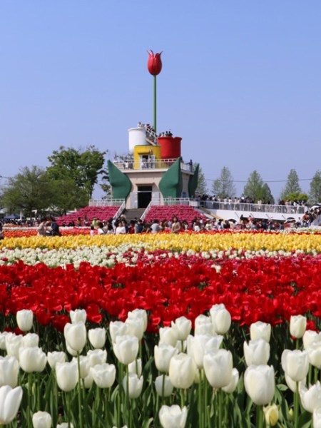 Tonami: El mar de tulipanes que pinta de color la primavera&nbsp;japonesa