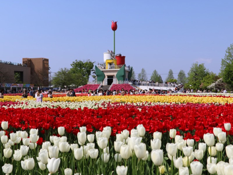 Tonami: El mar de tulipanes que pinta de color la primavera&nbsp;japonesa